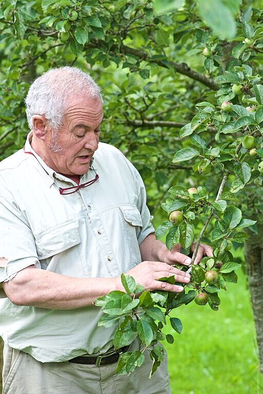man in orchards holding apple branch down to look at in detail