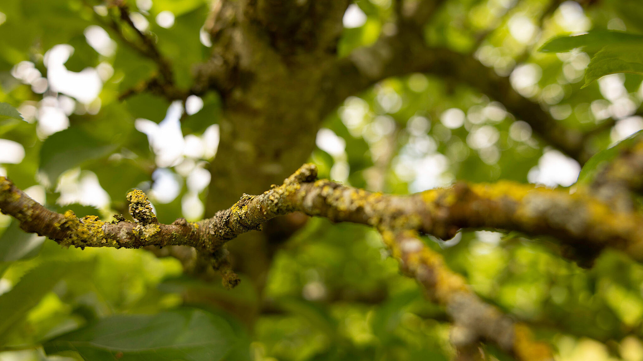 Lichens on branches of apple tree in Highbank Orchard