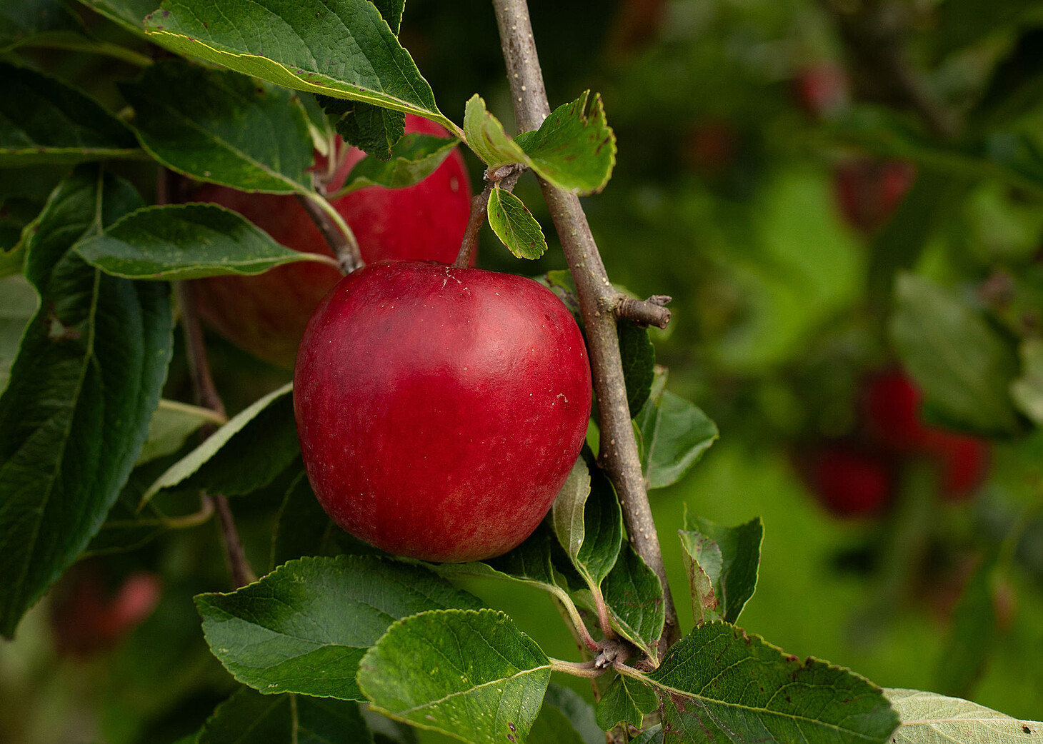 single red apple hanging from the dark green leaves