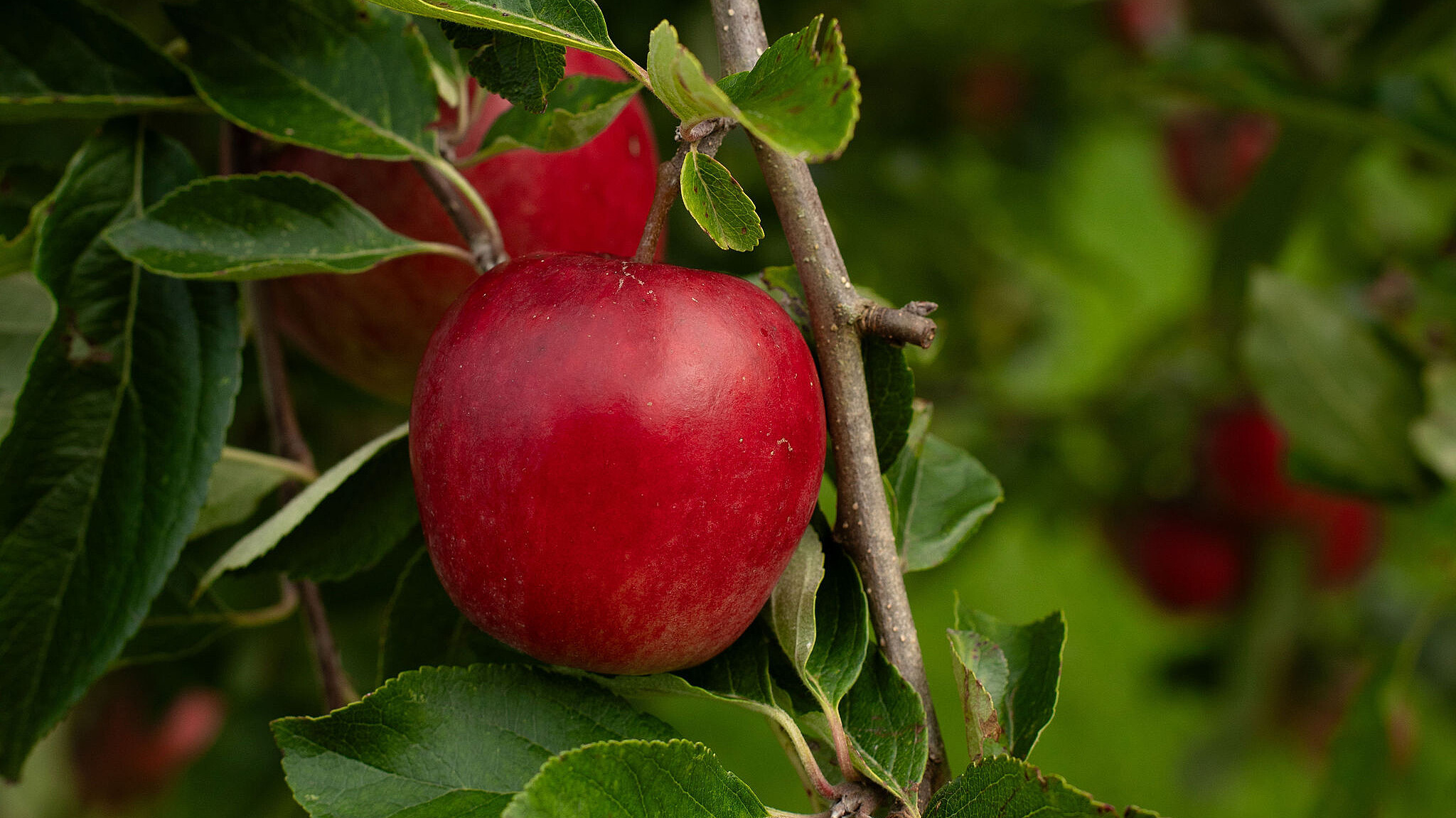 single red apple hanging from the dark green leaves