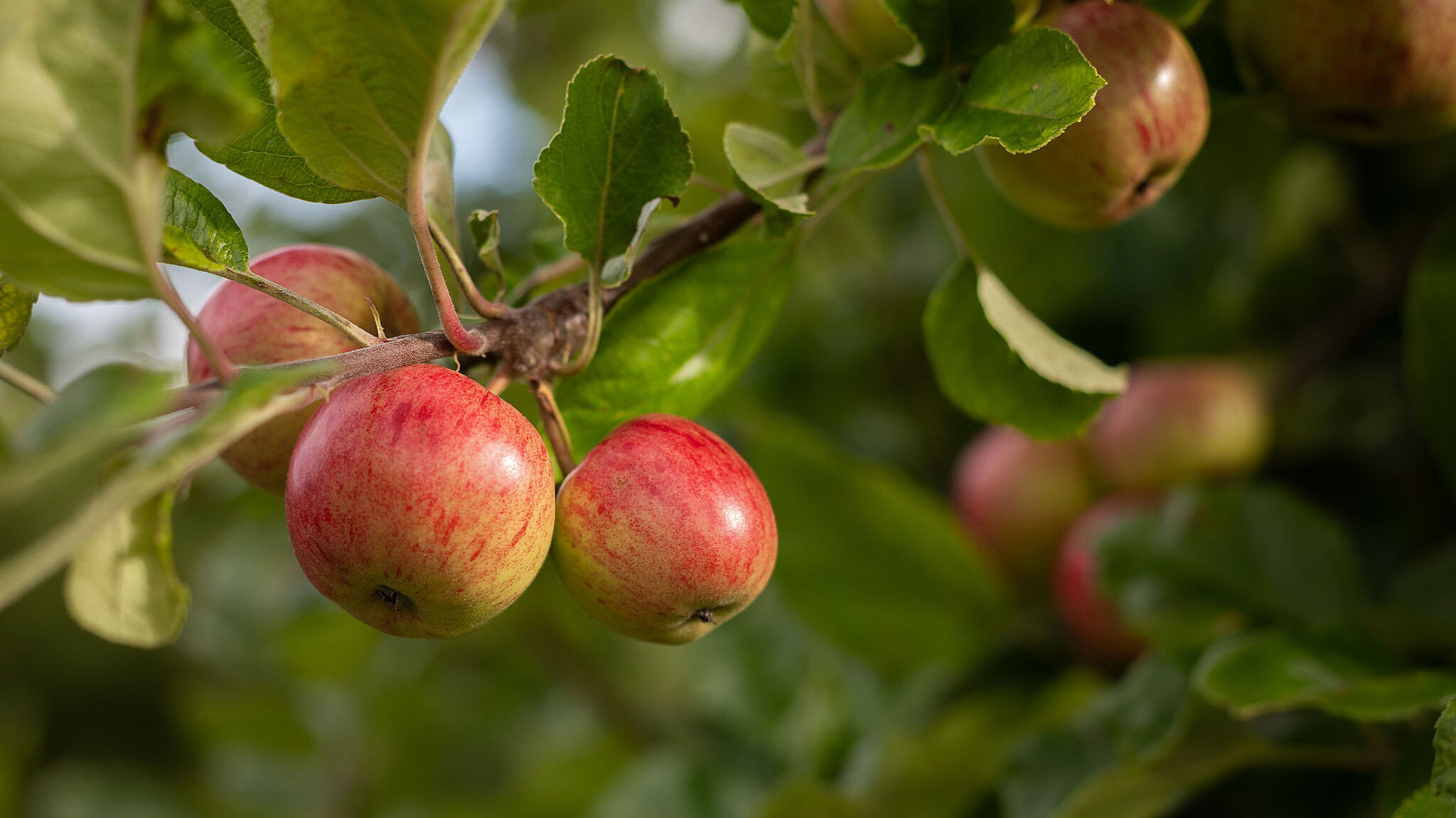 Red apples amongst dark leaves