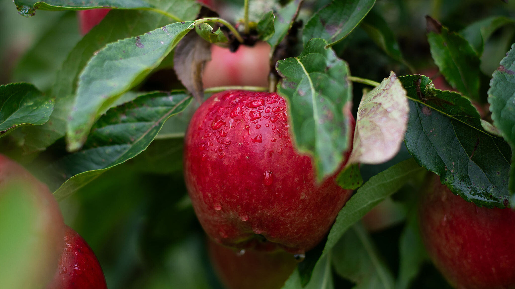 red apples close up on branches with one large one in the centre