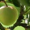 Dr Oliver Moore visits Highbank Orchards