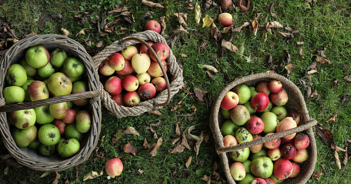 Classic Apple Chutney | Highbank Orchards