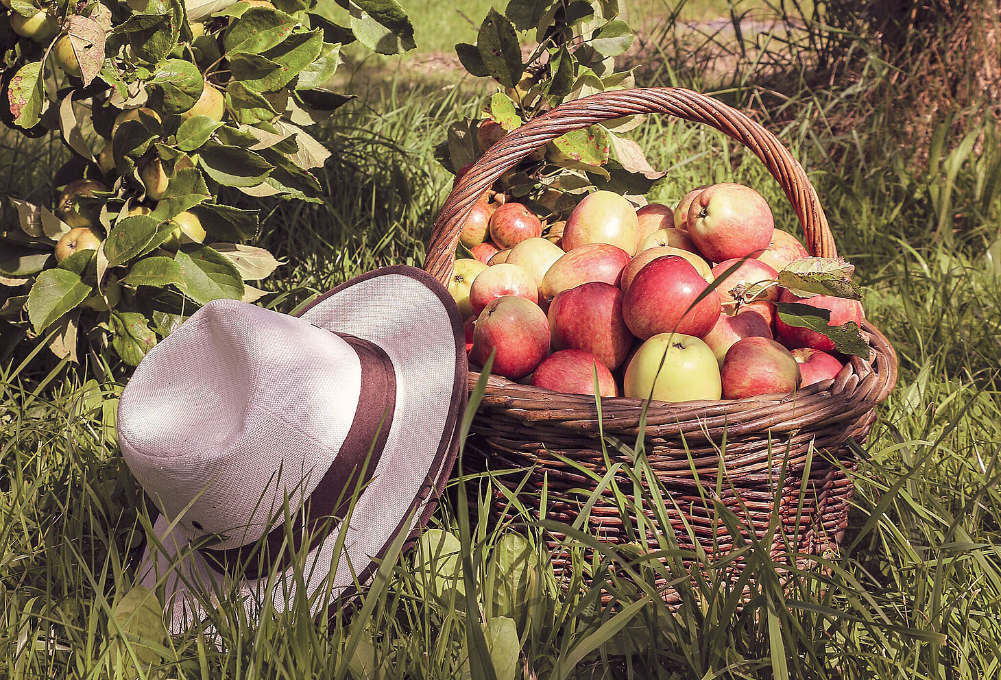 hat and a straw basket at the foot of an apple tree in the orchards