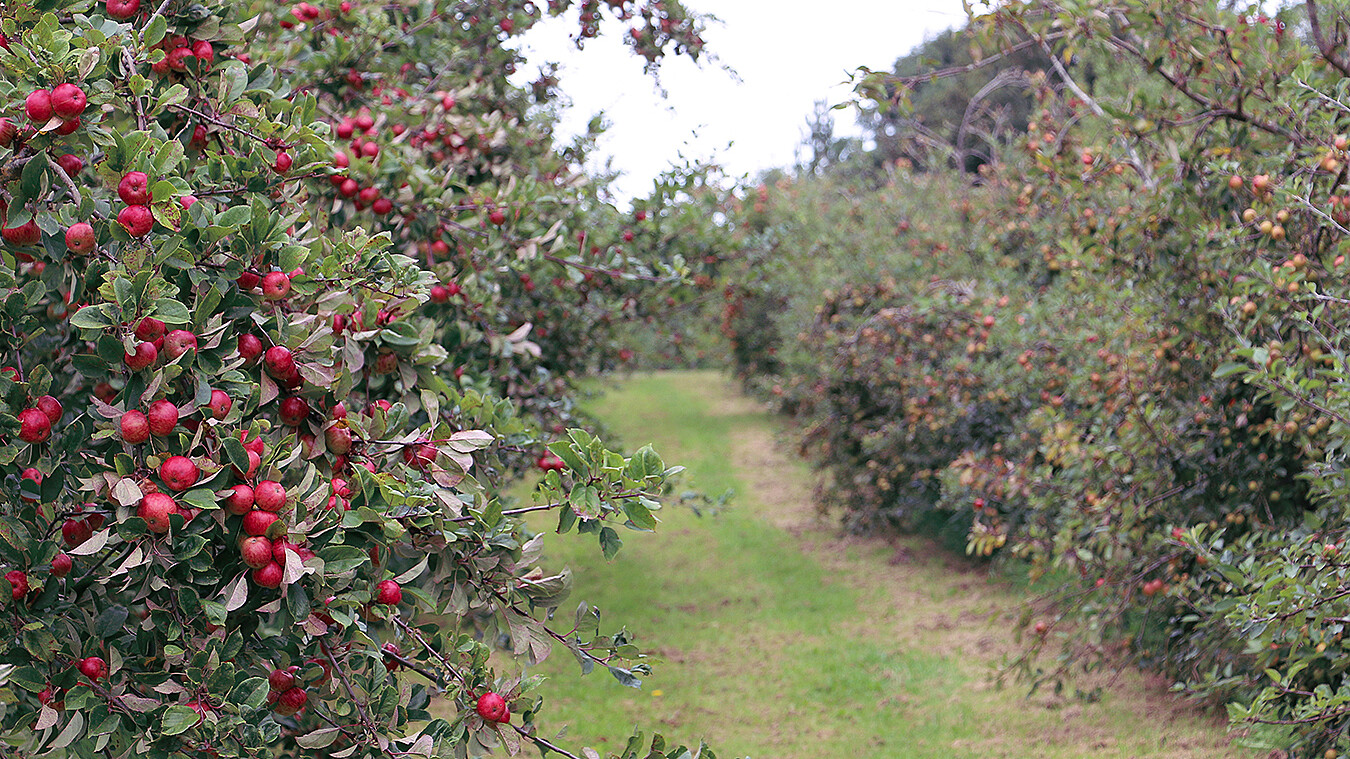 Orchard with red apples ready to harvest