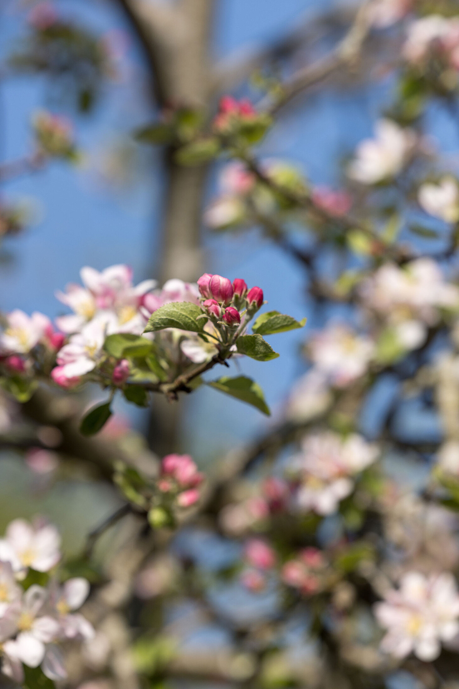 Apple blossom. Short depth of field against a blue sky