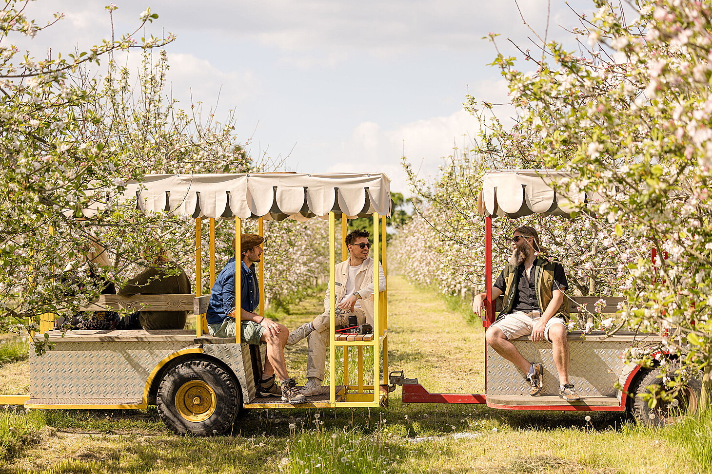two trailer trains between tow long rows of apple trees in blossom with 5 people on trailers