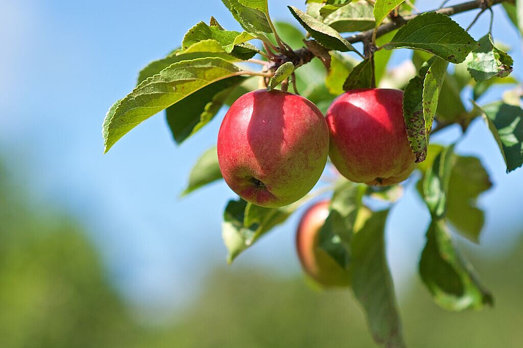 3 bright red apple on the tree with green leaves against a light blue sky
