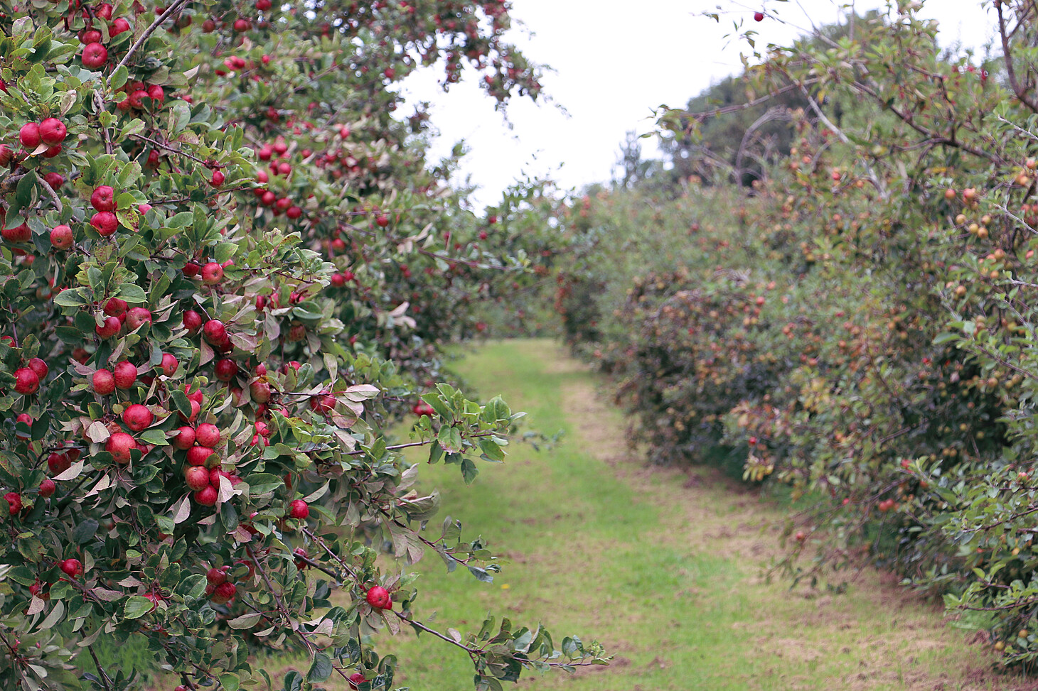 two lines of trees in the orchard heavily laden with red apples, mowed green grass between the rows.