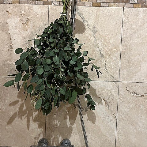 A Shower Bundle of fresh, aromatic, mixed eucalyptus hanging in the shower