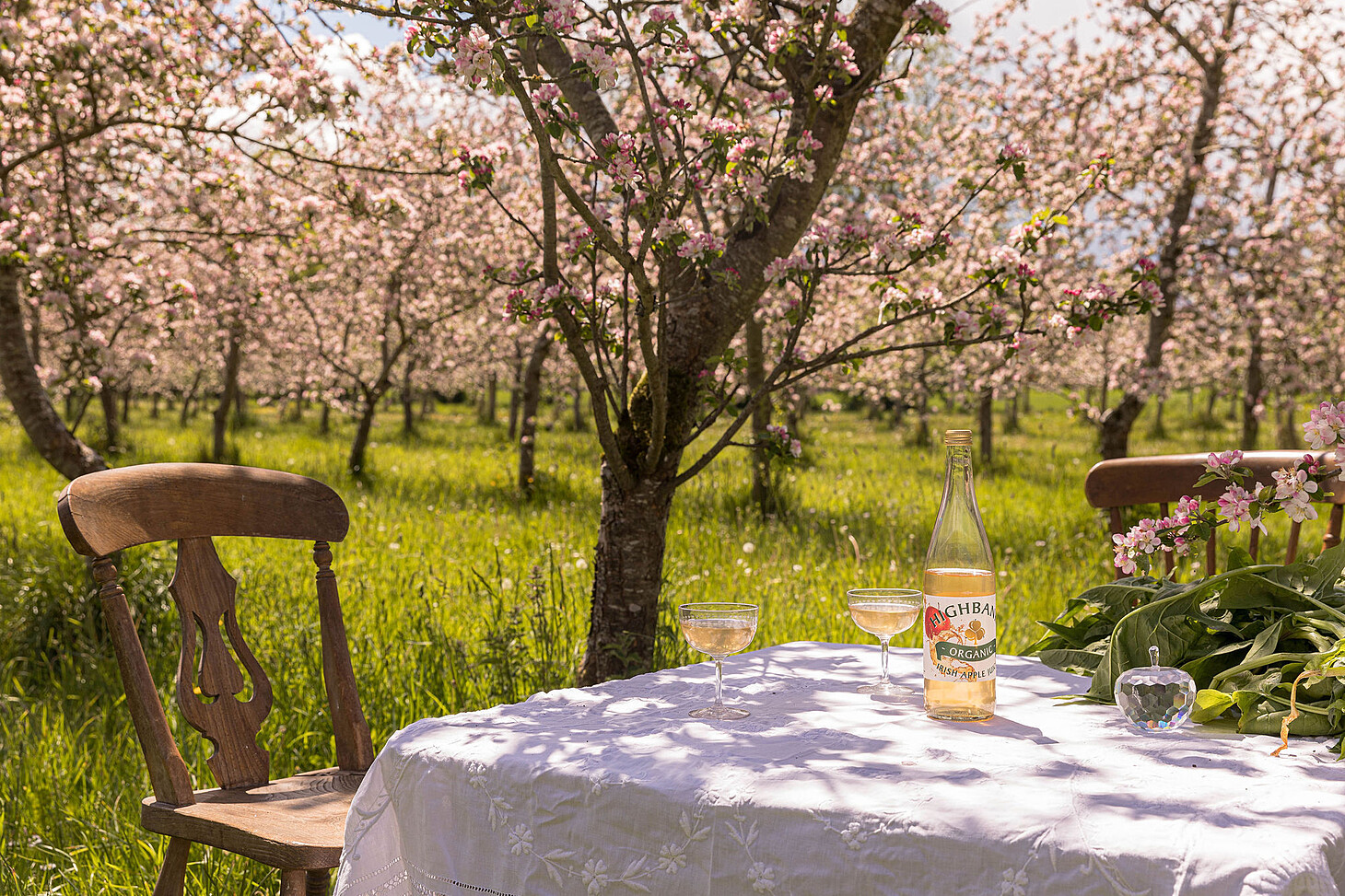 Table in the orchard with apple juice and glasses at apple blossom time