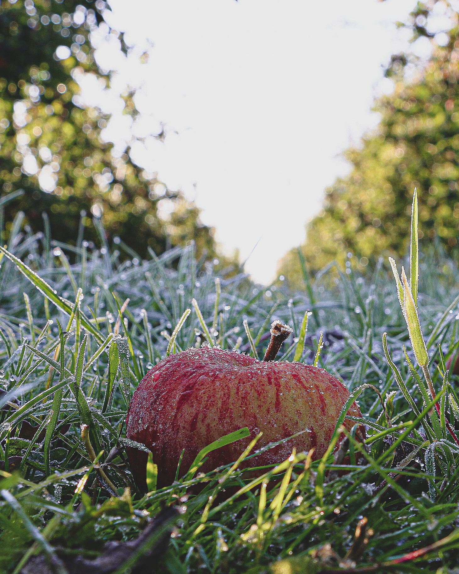 single frosted large red apple on ground in the orchard