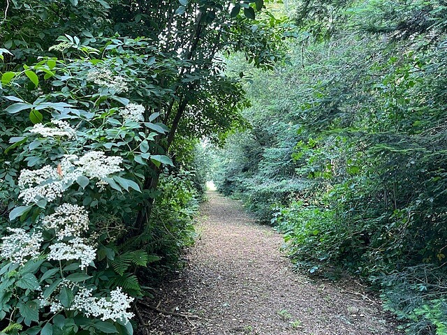 pathway between a wood and hawthorn hedge with elder flower in the foreground