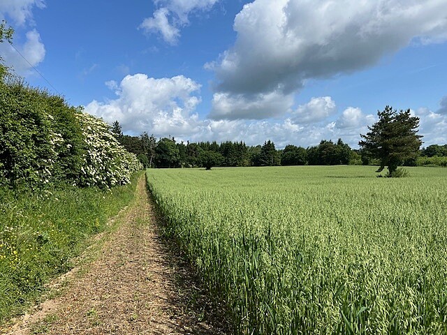 pathway beside open oat field and tall hawthorn hedge with a tree in the middle of the oats