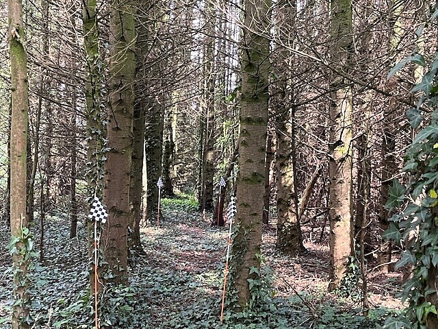 checkered flags marking walkway into fir wood forest
